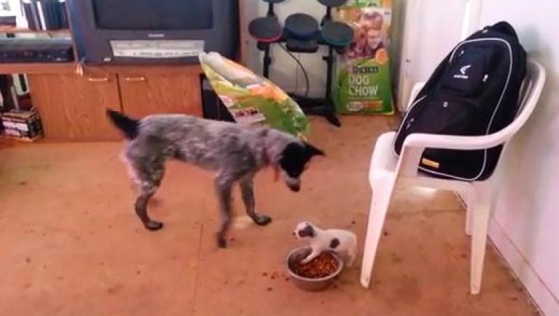 VIDEO: David şi Goliat, varianta luptei pe mâncare! Nu te pune niciodată cu un câine mic, dar înfometat