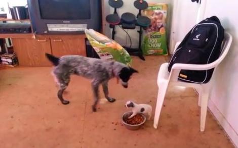 VIDEO: David şi Goliat, varianta luptei pe mâncare! Nu te pune niciodată cu un câine mic, dar înfometat