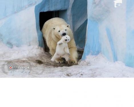 VIDEO: Primii paşi ai unui pui de urs polar au emoționat o lume întreagă!