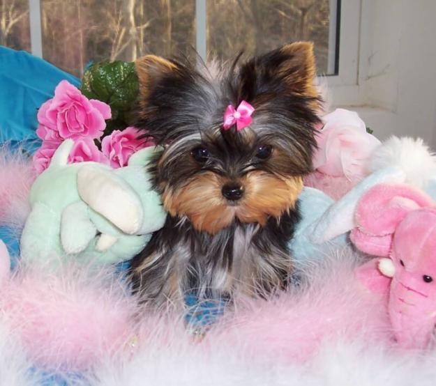 VIDEO! Un Yorkshire Terrier pitic știe să se roage