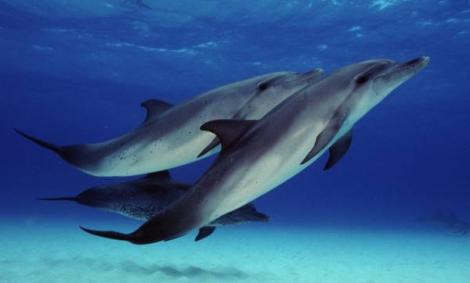 Flipper 007: Delfinii soldaţi din Crimeea nu colaborează cu ruşii