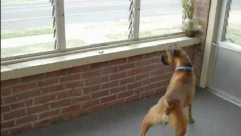VIDEO! Un câine de pază, speriat de o frunză uscată