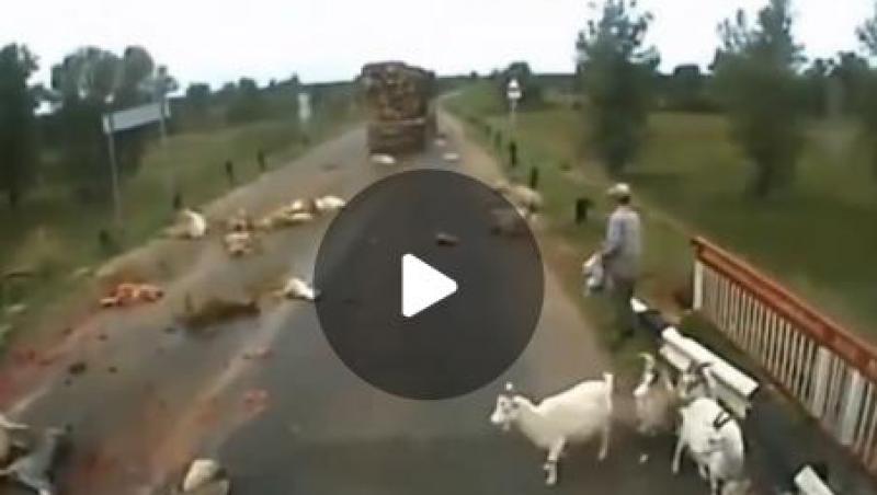IMAGINI ŞOCANTE! Cruzime sau inconştienţă? Un camion a spulberat o turmă de capre