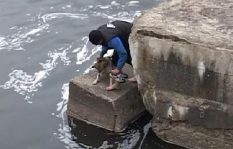 Gest impresionant! Un tânăr a salvat un câine din apele reci ale Someşului