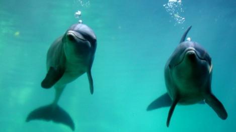 Uluitor, delfinii vorbesc! Care a fost primul cuvânt pe care l-au tradus cercetătorii