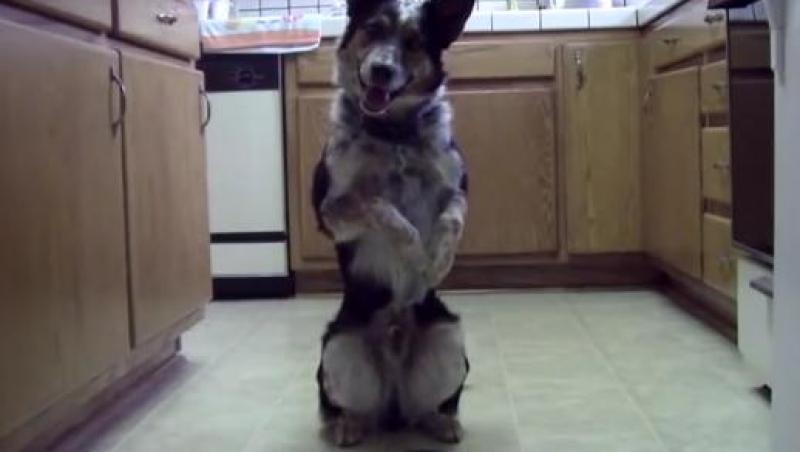 VIDEO: El este cel mai deştept câine din lume! Peste opt milioane de oameni l-au văzut