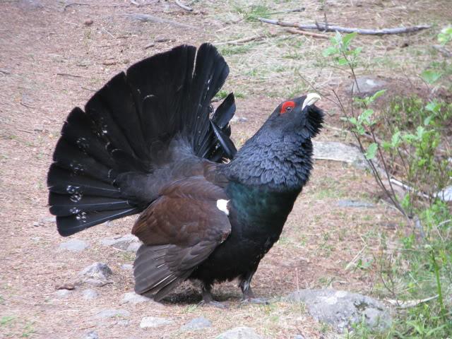 Asta da reuşită! Salvamontişti din Bucegi au luat &icirc;n brațe Cocoșul de Munte