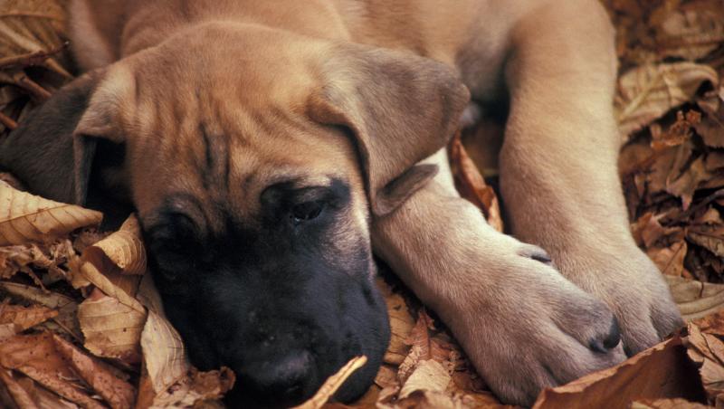 Uite cum mănâncă acești doi căței înghețată! (VIDEO)