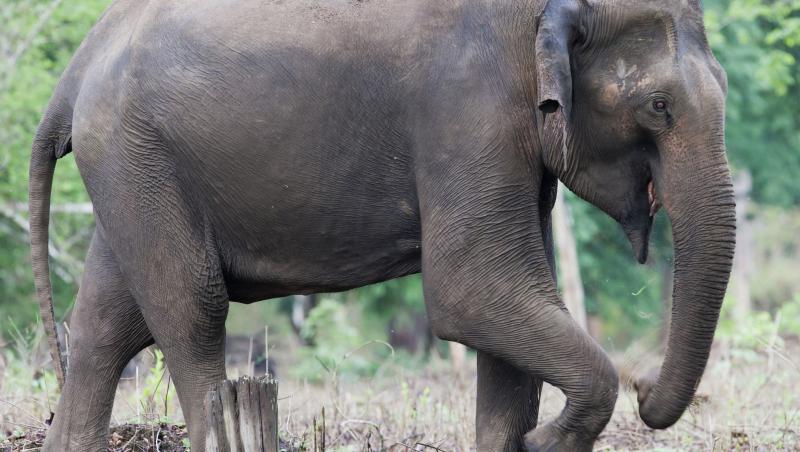 EMOȚIONANT! Întâlnire de suflet între doi elefanți, după 25 de ani