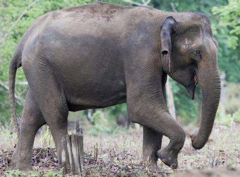 EMOȚIONANT! Întâlnire de suflet între doi elefanți, după 25 de ani