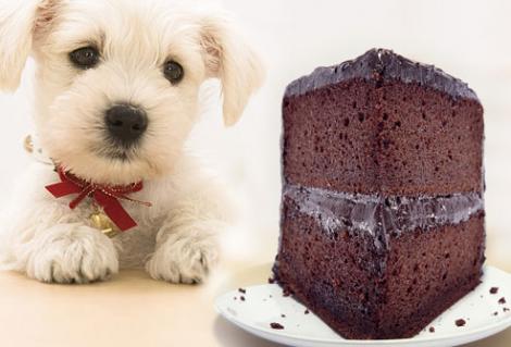 10 alimente periculoase pentru câini