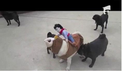 Un astfel de c&acirc;ine ți-ai dori și tu! Vezi cele mai amuzante videoclipuri!