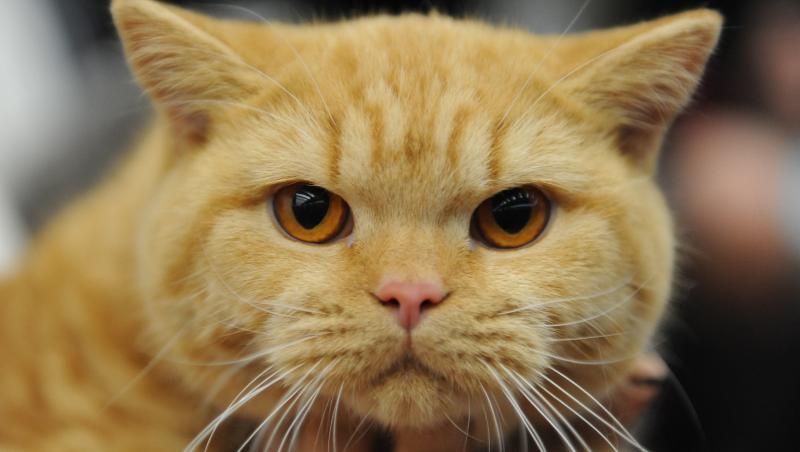 Pisica vs. foaia de aluminiu. VIDEO FUNNY