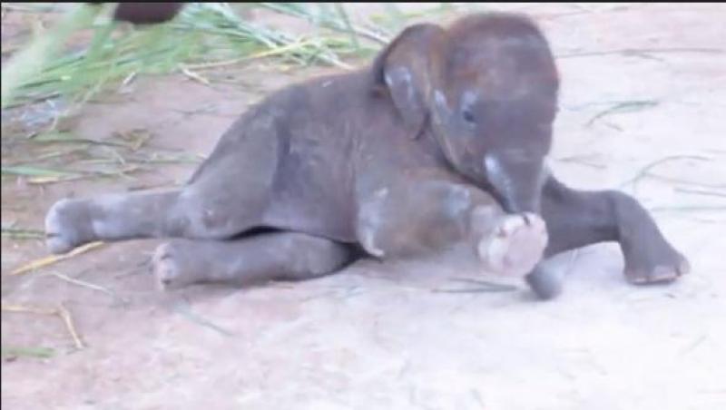 VIDEO! Ţi se topeşte sufletul: Primii paşi ai unui pui de elefant