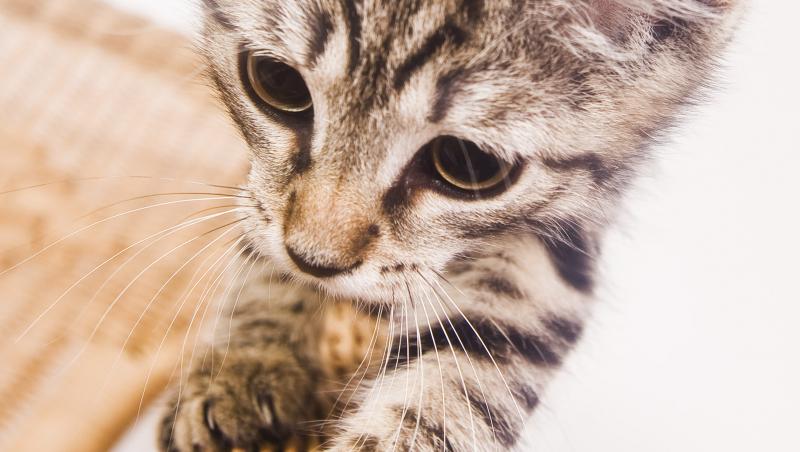 Iată cum se joacă o pisică bengaleză cu un câine! (VIDEO)