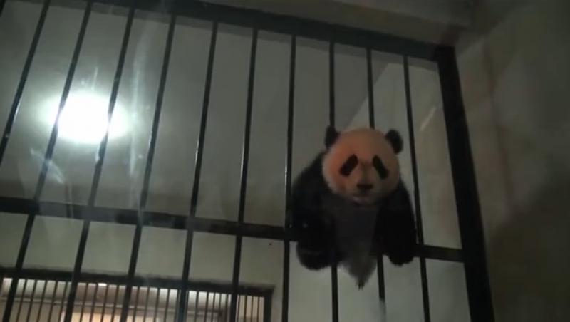 VIDEO amuzant! Momentul în care un pui de panda încearcă să evadeze din cușca sa