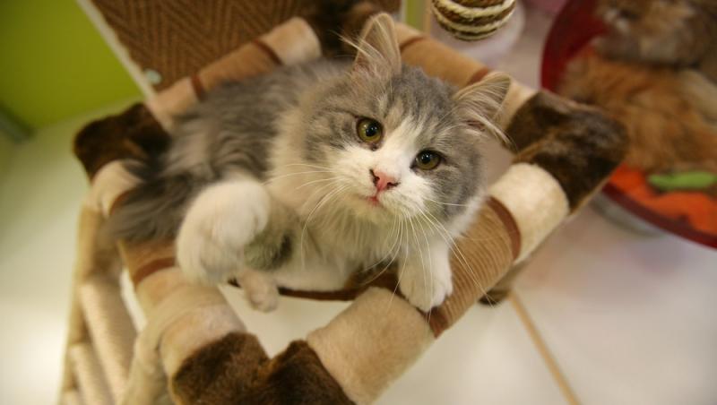 Cele mai frumoase pisici din lume vor fi expuse la Sala Palatului