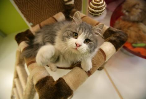 Cele mai frumoase pisici din lume vor fi expuse la Sala Palatului