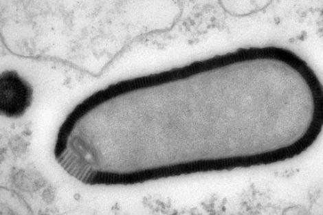 Virus inactiv vreme de 30.000 de ani, descoperit în Siberia
