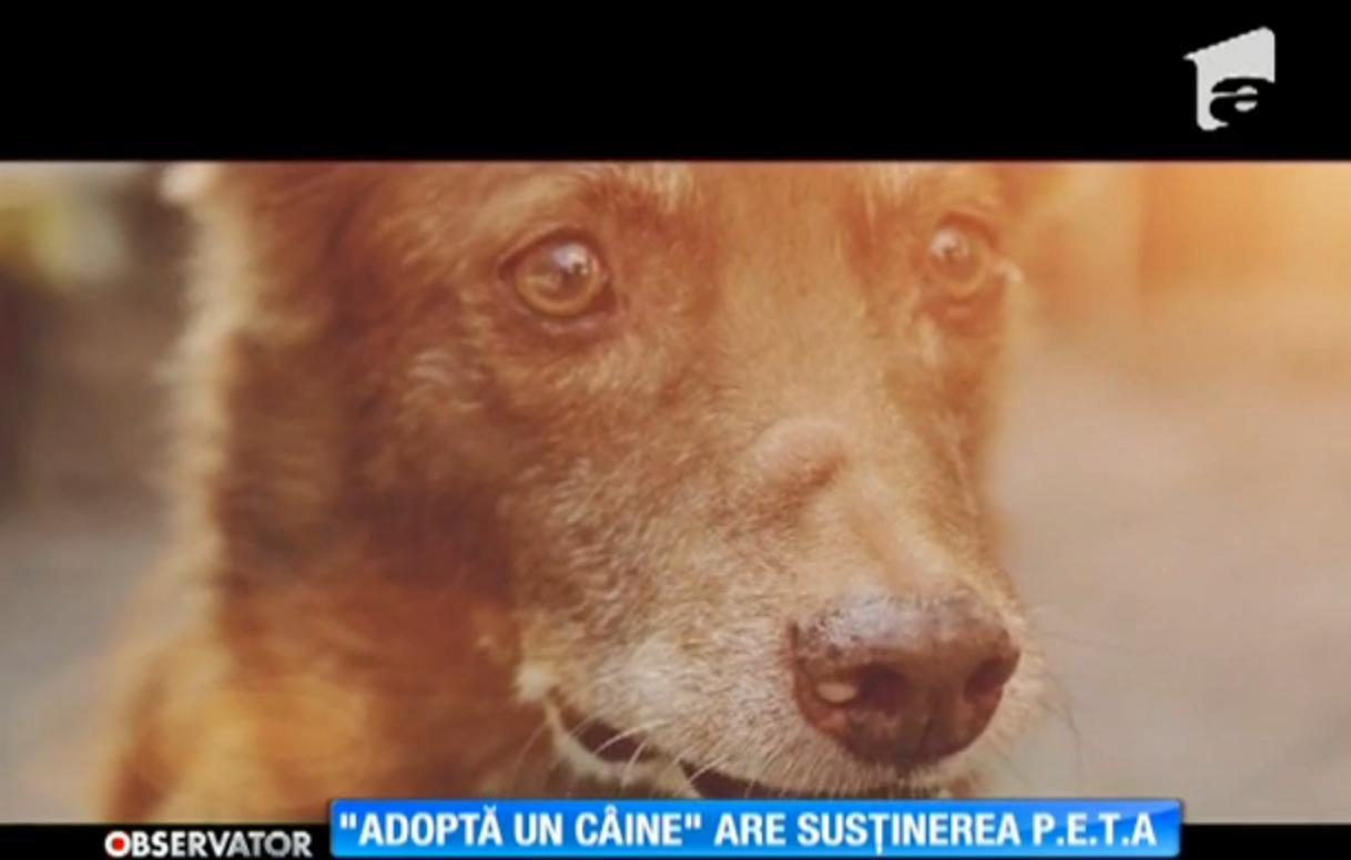 Campania "Adoptă un c&acirc;ine" are susţinerea organizaţiei internaţionale PETA