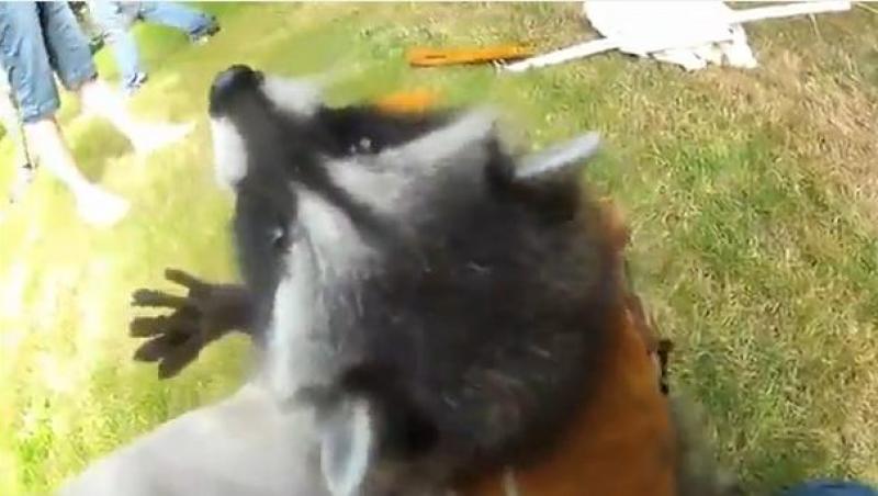 VIDEO! Un raton blocat într-un gard de sârmă ghimpată îi muşcă pe salvatori