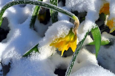 NINGE în Bucureşti şi în ţară! Meteorologii au anunţat căderi de zăpadă săptămâna următoare!