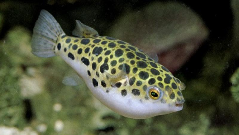 VIDEO: Nu e trucaj!!! Cum se transformă un PEŞTE nervos într-un BALON. Şi înapoi