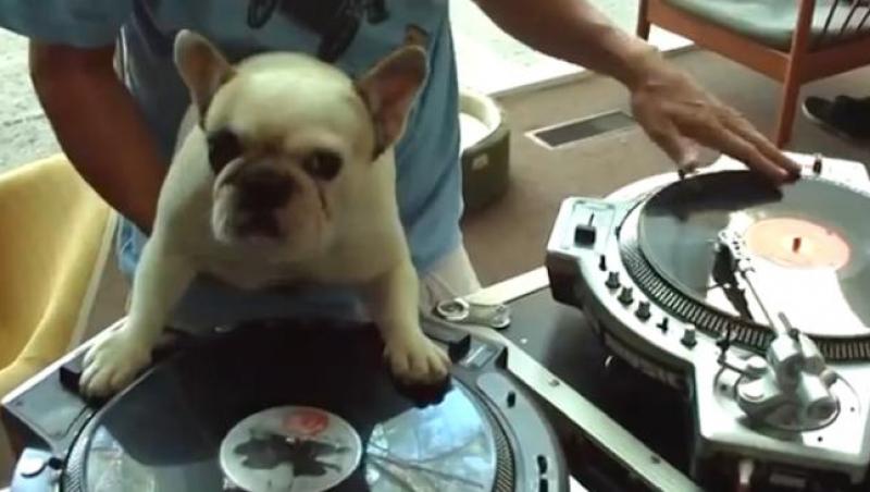 VIDEO: Un câine vrea să devină cel mai tare DJ din lume! Mixează senzaţional