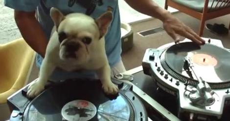 VIDEO: Un câine vrea să devină cel mai tare DJ din lume! Mixează senzaţional