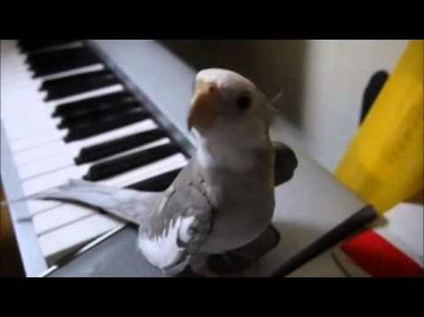 VIDEO! O nimfă cântă după acordurile unui pian