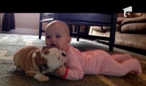 VIRAL! Un bebeluş şi un pui de bulldog, vedete pe internet!