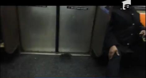 Călătorii cu metroul din New York, speriaţi de un şobolan
