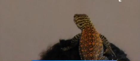 Un pui de dragon din Komodo a venit pe lume dintr-un ou păstrat în incubator