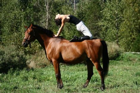 Yoga cailor. Noua metodă de îmblânzire a animalelor