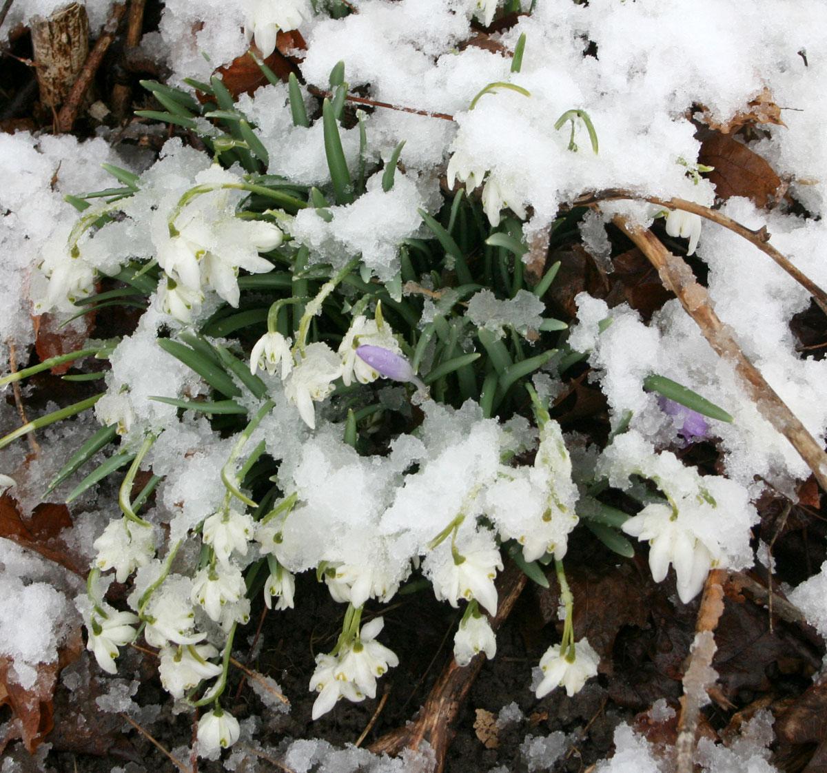 Semn rău? Iarna a revenit &icirc;n forţă, deşi copacii sunt &icirc;nfloriţi