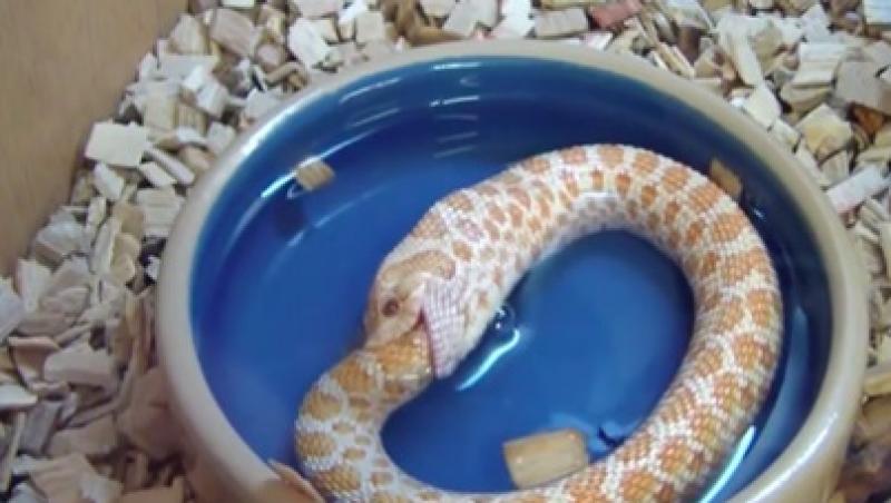 VIDEO! Pe cât de real, pe atât de șocant: un șarpe se înghite pe el însuși!