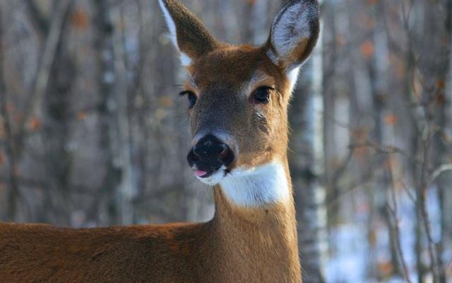 EMOȚIONANT: Un rom&acirc;n este erou &icirc;n Italia după ce a salvat o căprioară rănită