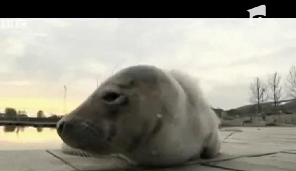 Un pui de focă a făcut o vizită-surpriză &icirc;ntr-un port din Suedia