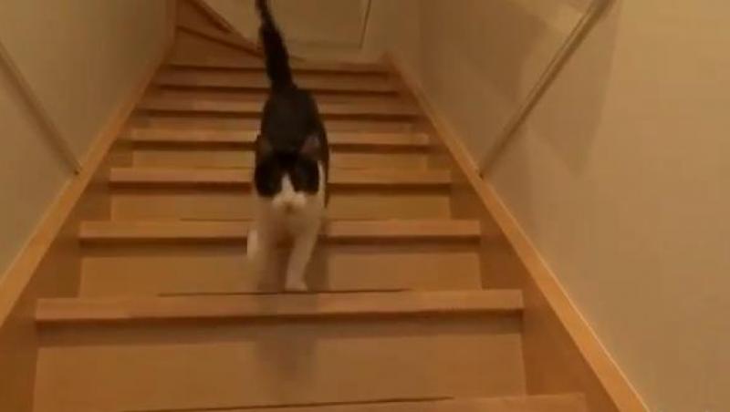 VIDEO! O pisică îşi întâmpină stăpânul exact ca un câine