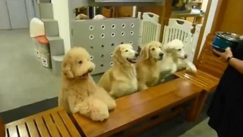 N-o să-ţi vină să crezi! Ei sunt cei mai manieraţi câini