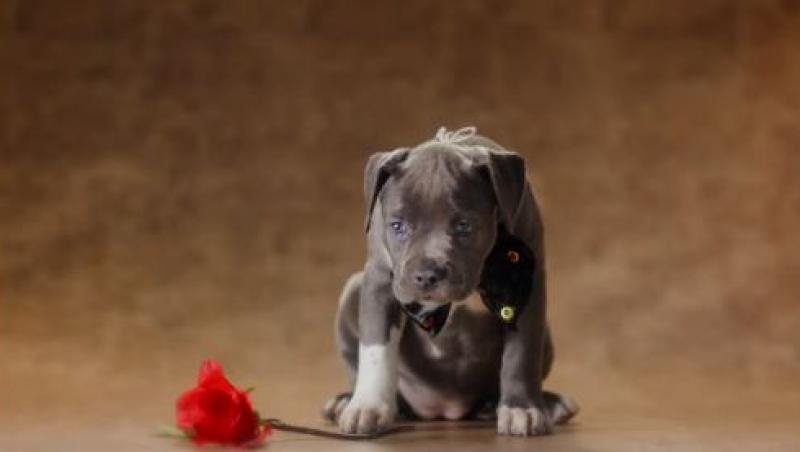 VIDEO! Iată cele mai tari imagini cu pui de câine. O să-ți îndulcească ziua