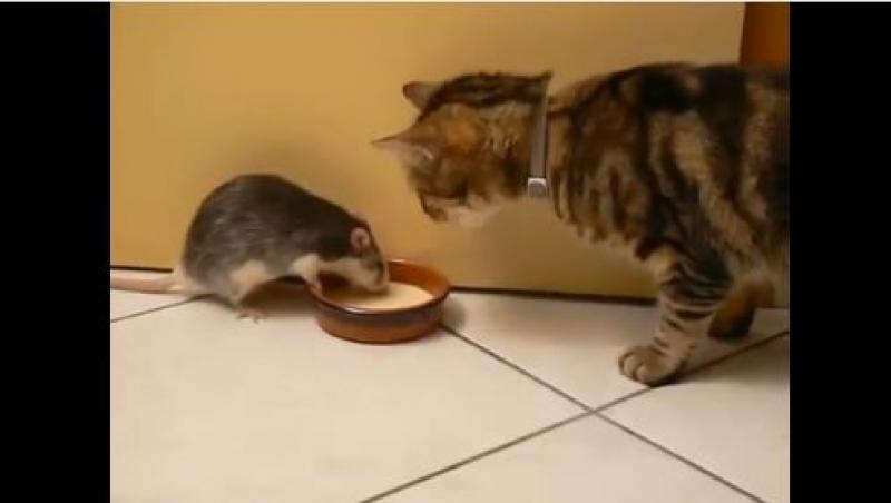 Uite cum arată Tom și Jerry în viața reală! (VIDEO)