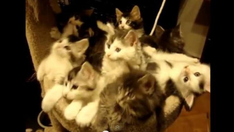 FUNNY: Uite cum se mișcă sincron pisicile astea! (VIDEO)