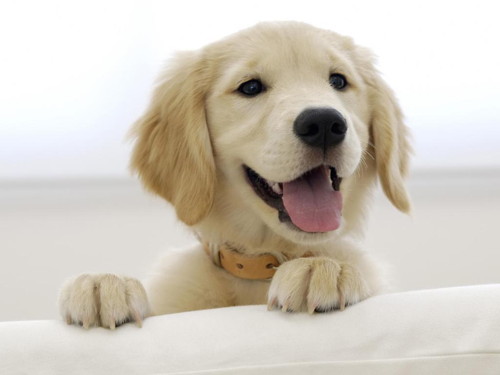 EMOŢIONANT! Un c&acirc;ine şi-a aşteptat stăp&acirc;nul OPT zile &icirc;n faţa spitalului