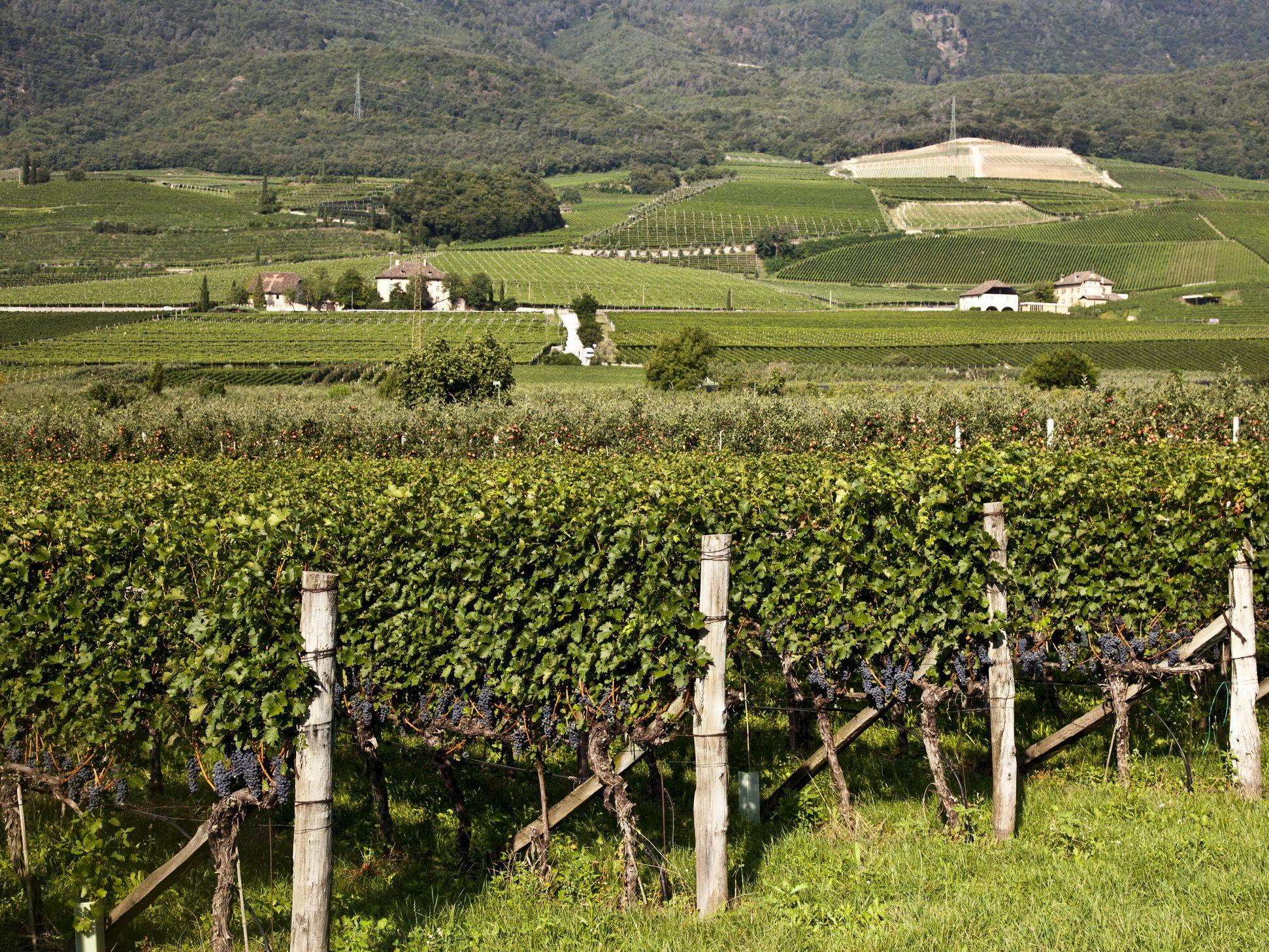 NU mai există PROFIT. Vinul natural, pe cale de dispariţie