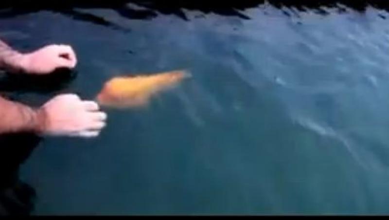 N-ai fi crezut! Un peşte stă să fie tras de coadă