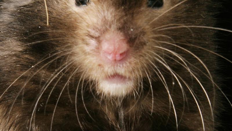 Uite cum cade hamsterul ăsta din vârful cuştii (VIDEO)