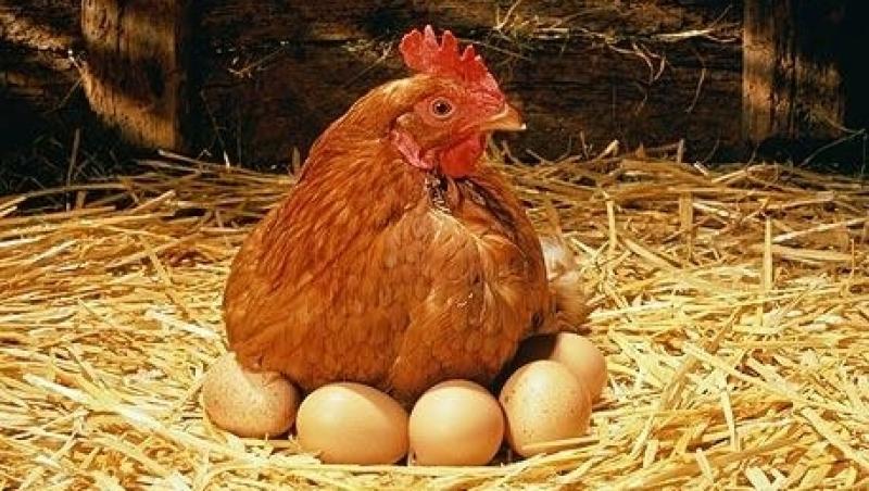 Razi cu lacrimi: Iată cum se caută găina de ou la oraș!