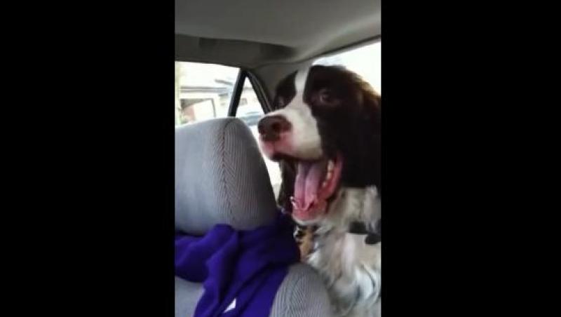 VIDEO! Un câine este terifiat de apariţia unei veveriţe