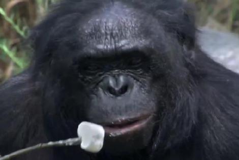 Cea mai inteligentă gorilă: face focul şi coace bezele